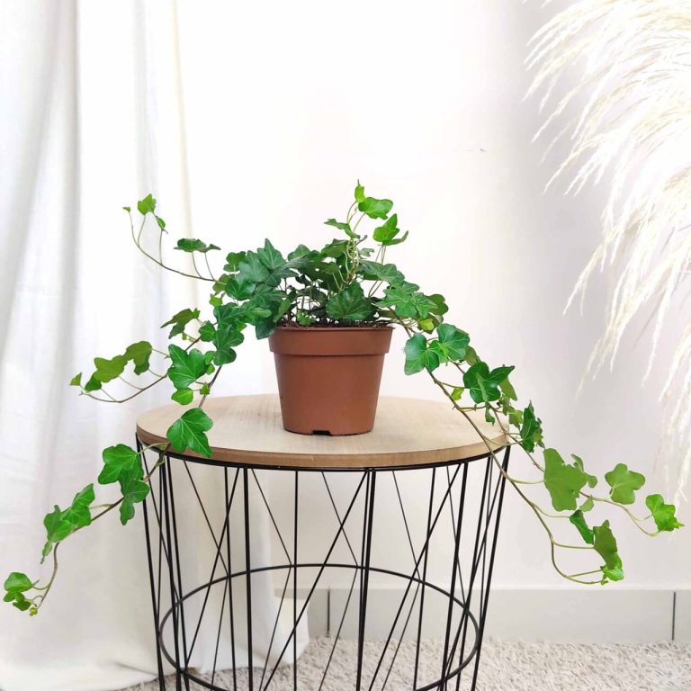 Bluszcz pospolity (Hedera helix 'Wonder') 70cm