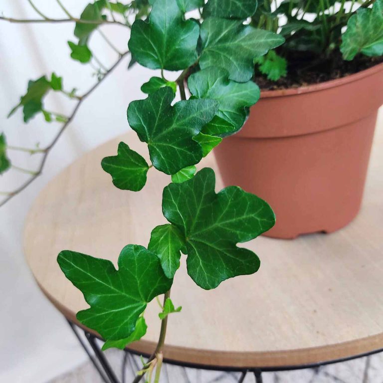 Bluszcz pospolity (Hedera helix 'Wonder') 70cm