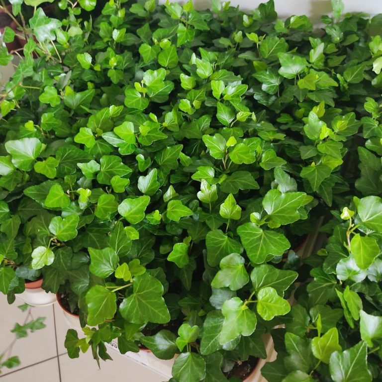 Bluszcz pospolity (Hedera helix 'Wonder') 15cm
