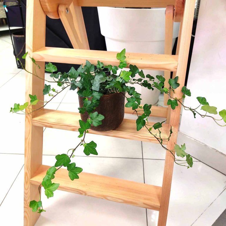 Bluszcz pospolity (Hedera helix 'Wonder') 70cm