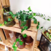 Bluszcz pospolity (Hedera helix 'Wonder’)