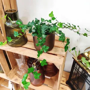 Bluszcz pospolity (Hedera helix 'Wonder') 25cm