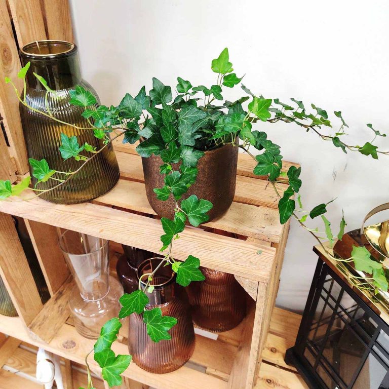 Bluszcz pospolity (Hedera helix 'Wonder') 70cm