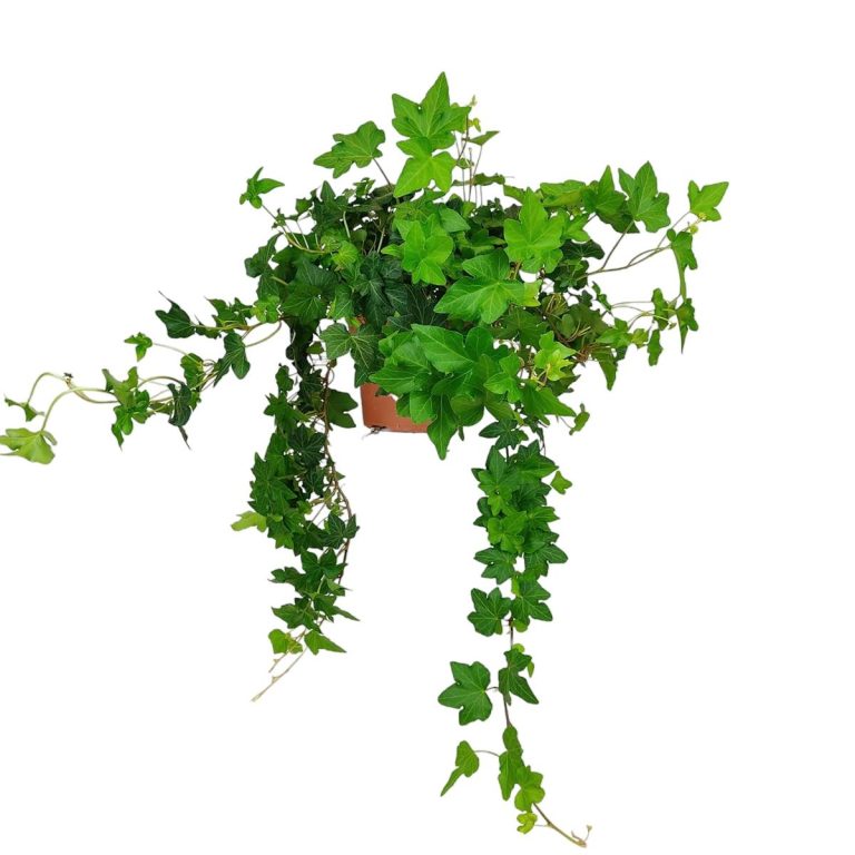 Bluszcz pospolity (Hedera helix 'Brigitte') 40cm