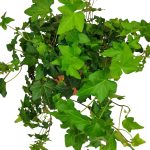 Bluszcz pospolity (Hedera helix 'Brigitte') 40cm