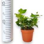 Bluszcz pospolity (Hedera helix 'Wonder') 15cm