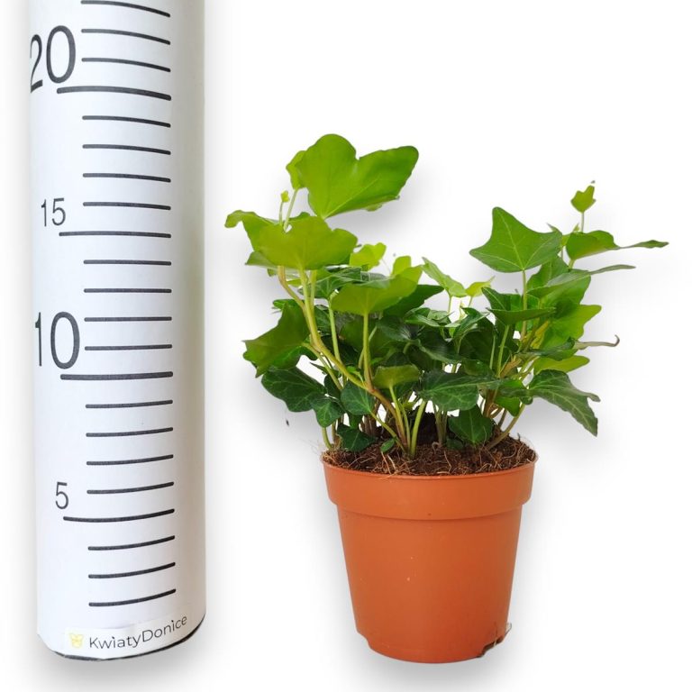 Bluszcz pospolity (Hedera helix 'Wonder') 15cm