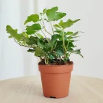 Bluszcz pospolity (Hedera helix 'Wonder') 15cm