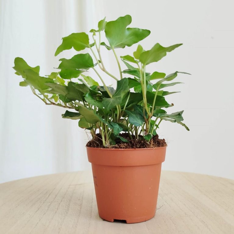 Bluszcz pospolity (Hedera helix 'Wonder') 15cm