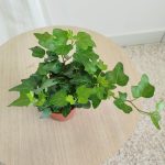 Bluszcz pospolity (Hedera helix 'Wonder') 15cm