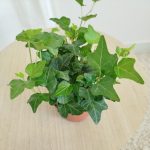 Bluszcz pospolity (Hedera helix 'Wonder') 15cm