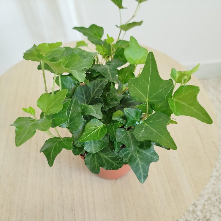 Bluszcz pospolity (Hedera helix 'Wonder') 15cm