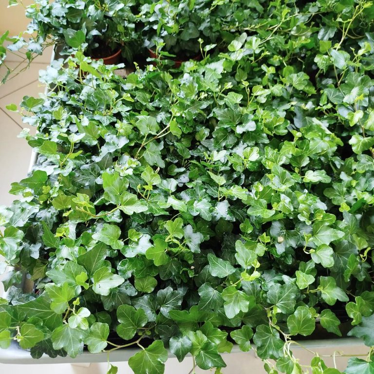 Bluszcz pospolity (Hedera helix 'Wonder') 15cm