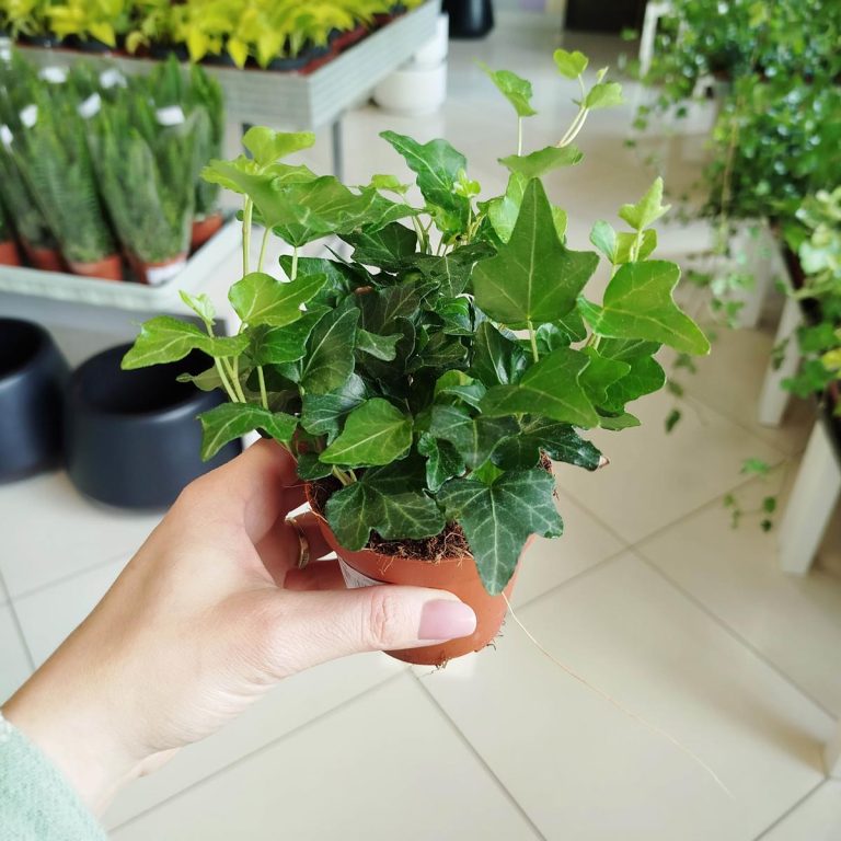 Bluszcz pospolity (Hedera helix 'Wonder') 15cm