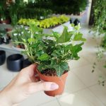 Bluszcz pospolity (Hedera helix 'Wonder') 15cm