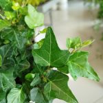 Bluszcz pospolity (Hedera helix 'Wonder') 15cm