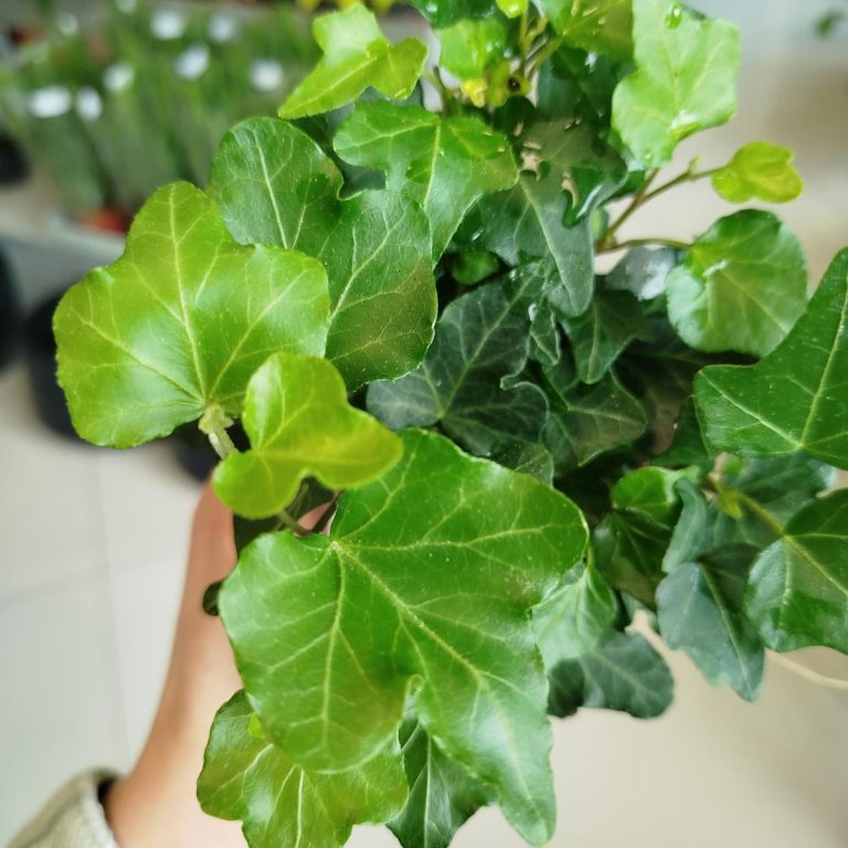 Bluszcz pospolity (Hedera helix 'Wonder') 15cm