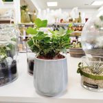 Bluszcz pospolity (Hedera helix 'Wonder') 15cm