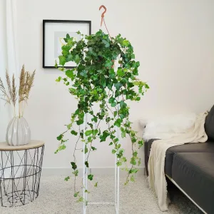 Bluszcz pospolity (Hedera helix 'Wonder') 100cm