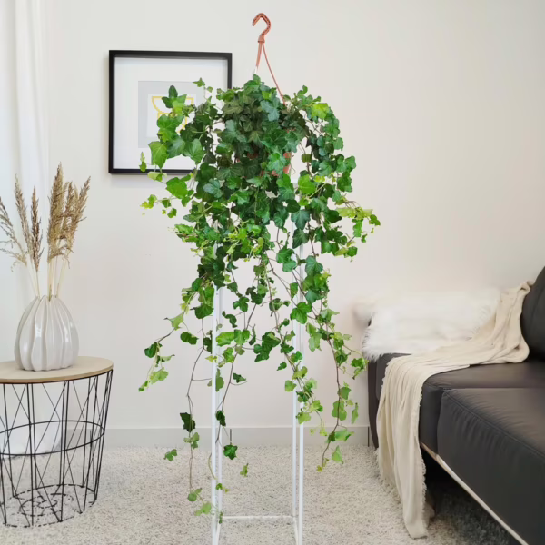Bluszcz pospolity (Hedera helix 'Wonder') 100-120cm