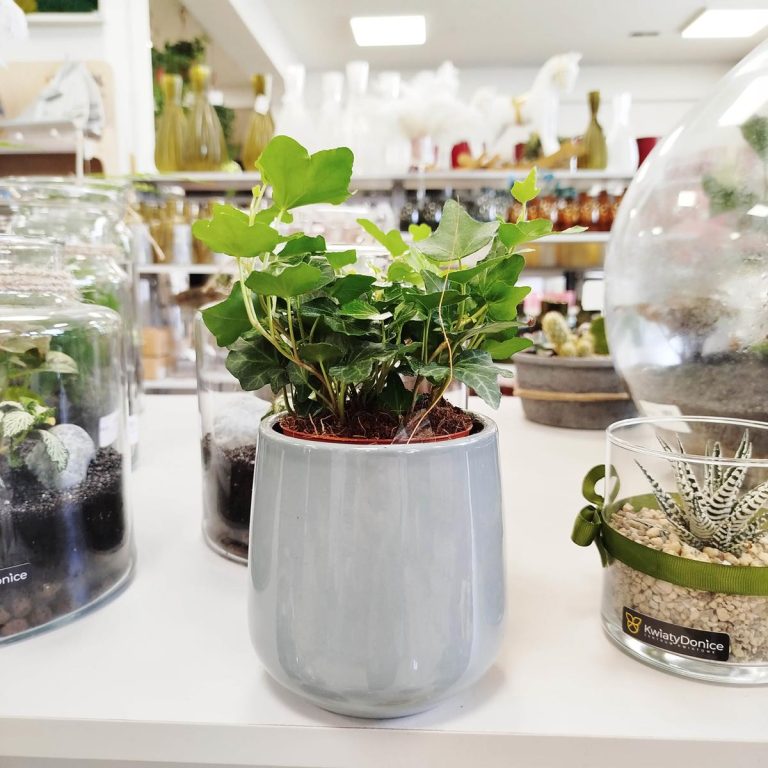 Bluszcz pospolity (Hedera helix 'Wonder') 15cm