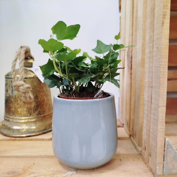 Bluszcz pospolity (Hedera helix 'Wonder') 10-20cm