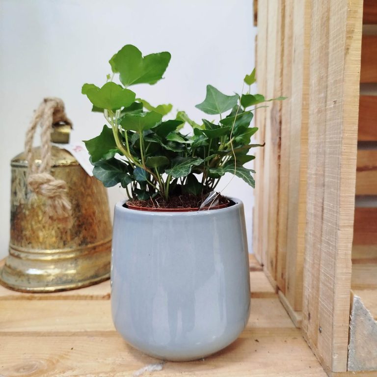 Bluszcz pospolity (Hedera helix 'Wonder') 15cm