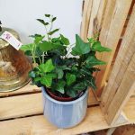 Bluszcz pospolity (Hedera helix 'Wonder') 15cm