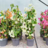 Bugenwilla (‘Bougainvillea’) biała 65-70m