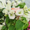 Bugenwilla (‘Bougainvillea’) biała 65-70m
