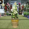 Bugenwilla (‘Bougainvillea’) biała 65-70m