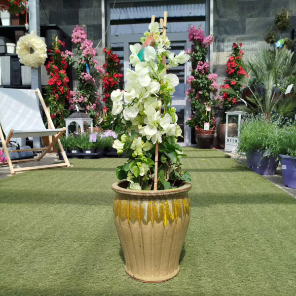 Bugenwilla ('Bougainvillea') biała 65-70m