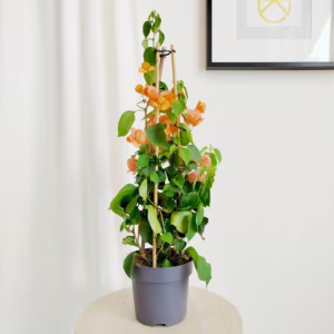 Bugenwilla ('Bougainvillea') pomarańczowa 65-70m