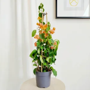 Bugenwilla ('Bougainvillea') pomarańczowa 65cm