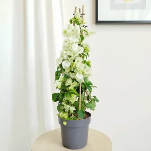 Bugenwilla ('Bougainvillea') biała 65cm