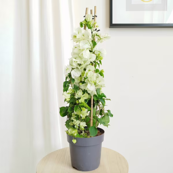 Bugenwilla ('Bougainvillea') biała 65-70m