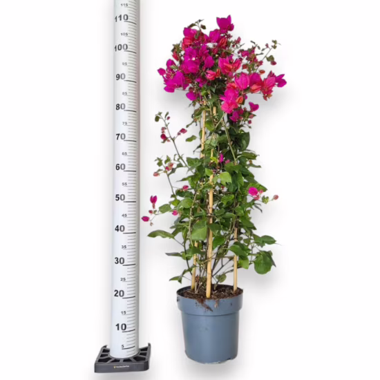 Bugenwilla (Bougainvillea Sanderiana) fuksja 110cm