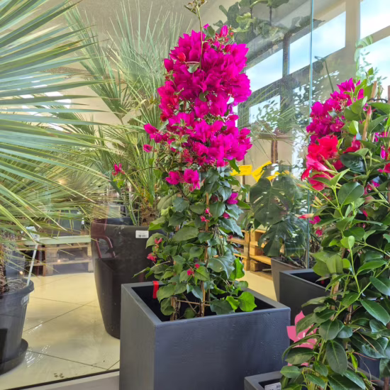 Bugenwilla (Bougainvillea Sanderiana) fuksja 110cm