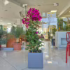Bugenwilla (Bougainvillea Sanderiana) fuksja 110cm