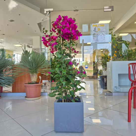 Bugenwilla (Bougainvillea Sanderiana) fuksja 110cm