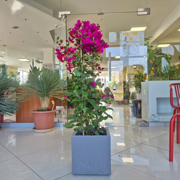 Bugenwilla (Bougainvillea Sanderiana) fuksja 105-120m