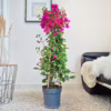 Bugenwilla (Bougainvillea Sanderiana) fuksja 110cm