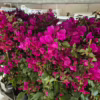 Bugenwilla (Bougainvillea Sanderiana) fuksja 110cm