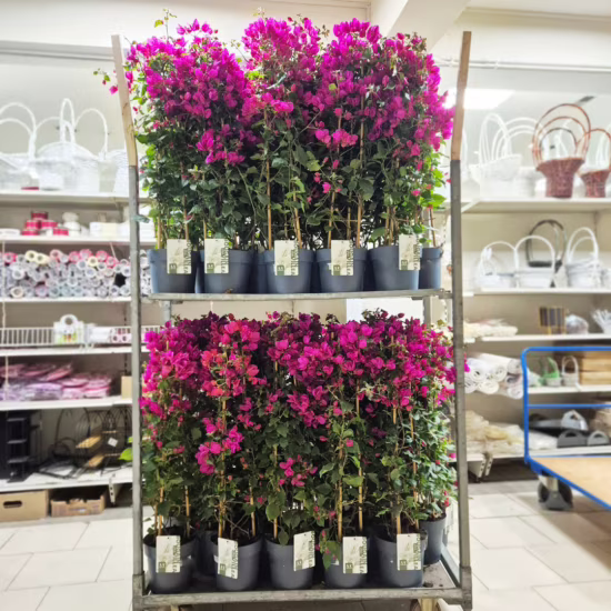 Bugenwilla (Bougainvillea Sanderiana) fuksja 110cm