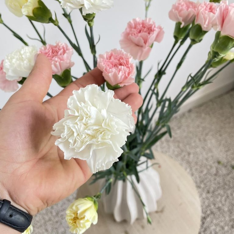 Bukiet kwiatów ciętych - kolorowe goździki