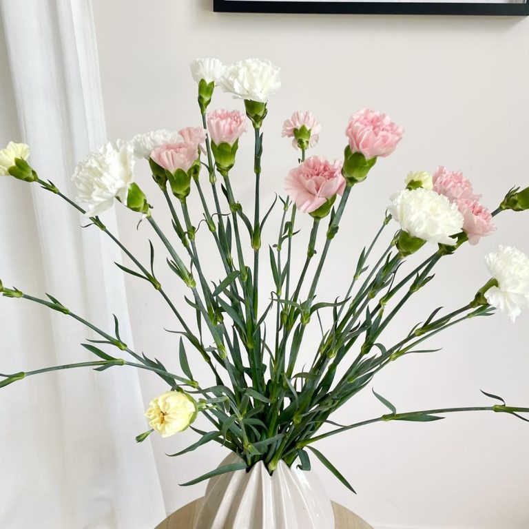 Bukiet kwiatów ciętych - kolorowe goździki