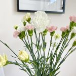 Bukiet kwiatów ciętych - kolorowe goździki