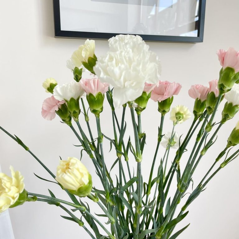 Bukiet kwiatów ciętych - kolorowe goździki