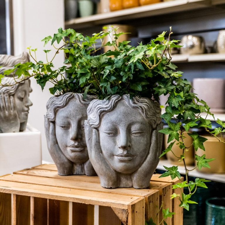 Bluszcz pospolity (Hedera helix 'Brigitte') 40cm