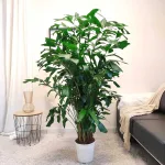 Kariota łagodna Palma Orzechowa (Caryota Mitis) 170cm